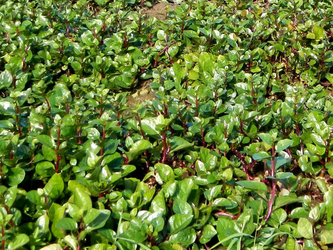 Basella alba or Malabar spinach plant image
