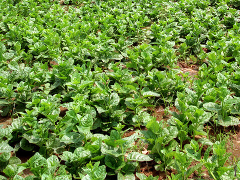 Basella alba or Malabar spinach plant image