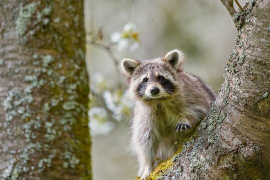 A adorable raccoon sits on a tree. A cute raccoon in the nature habitat.  Procyon lotor