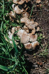Obraz premium A cluster of brown mushrooms with cracked caps growing from a decaying tree stump. Close-up view of fungi and surrounding grass in a natural outdoor setting.