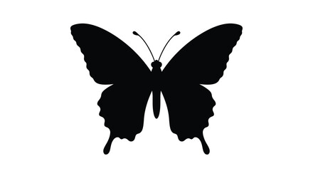 butterfly silhouette on a white background © MSTMAJEDA