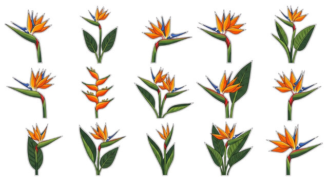 Bird of Paradise Vector Icons: Strelitzia and Heliconia Lobster Claw Icon Sheet, Bright Orange & Blue Tropical Flowers, Sharp Geometric Vector Art.