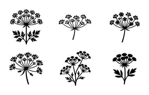 Elegant Dill Flower Vector Icons, Botanical Herb Illustrations, Delicate Apiaceae Plant Silhouettes for Design