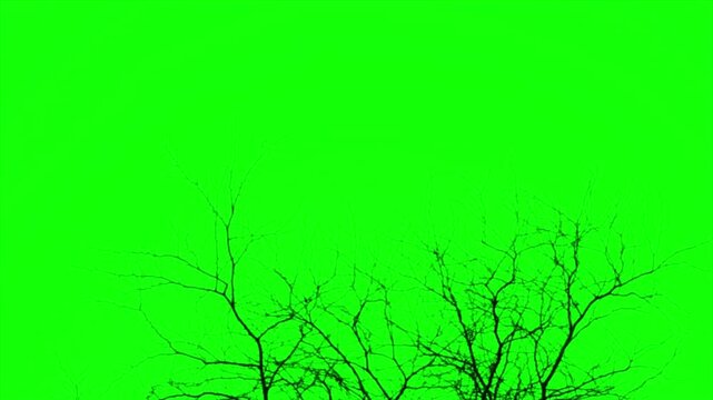4K dead tree branches silhouette on green screen background, spooky dry wood limbs chroma key, horror winter leafless tree branches, nature silhouette vfx overlay element