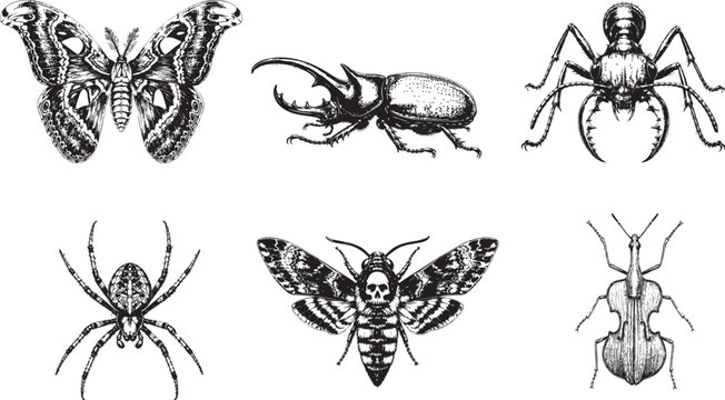 Insect icons, bug illustrations, beetle drawings, spider graphics, black and white vector set