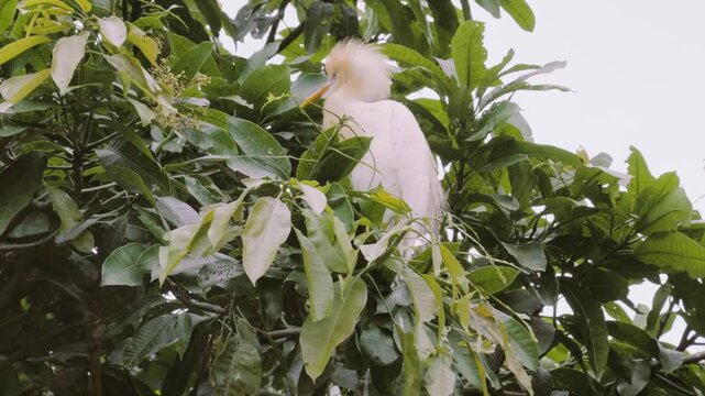 Sch&ouml;ner Weisse Reiher in Petulu, Bali in einem Baum, Nahaufnahme