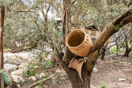 Whole and broken clay jug in tree fork as decoration in yard of Ahla Zayit farm in Sde Eliezer in southern Israel