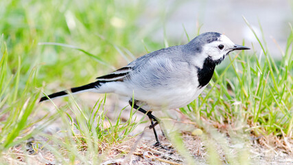 blue tit on the ground © lazalnik
