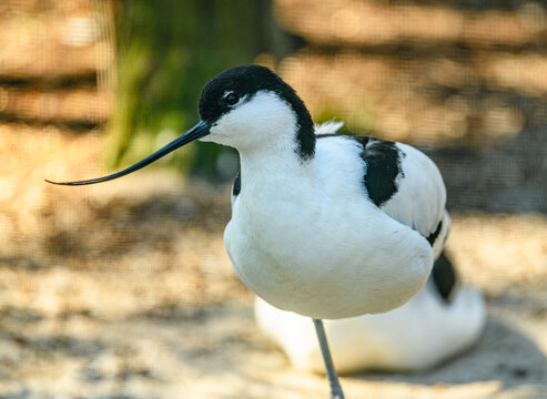pied avocet (Recurvirostra avosetta) bird in detail