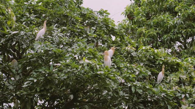 Sch&ouml;ner Weisse Reiher in Petulu, Bali in einem Baum, Nahaufnahme