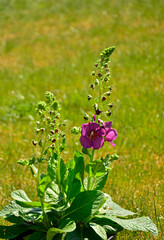 Dziewanna ogrodowa 'Sugar Plum', Verbascum hybrida, kwitnąca dziewanna w ogrodzie, różowe kwiaty dziewanny, Garden Mullein 'Sugar Plum', blooming mullein in the garden, purple mullein flowers  © kateej