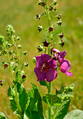 Dziewanna ogrodowa 'Sugar Plum', Verbascum hybrida, kwitnąca dziewanna w ogrodzie, różowe kwiaty dziewanny, Garden Mullein 'Sugar Plum', blooming mullein in the garden, pink mullein flowers  © kateej