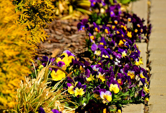 wiosenne bratki w ogrodzie, fioletowo-ż&oacute;łte bratki ogrodowe, fiołki ogrodowe, Viola &times; wittrockiana, Beautiful purple-yellow pansy flowers, garden pansy, spring pansies in a white pot,