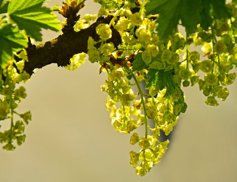 kwiaty porzeczki, porzeczka biała, Ribes niveum, White currant flowers on a bush twig.