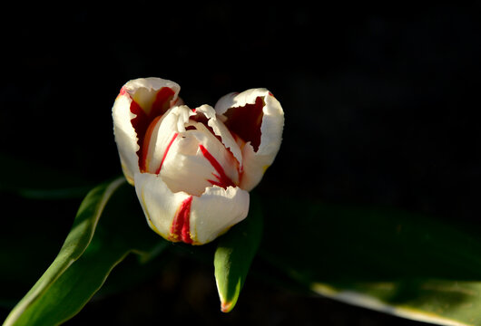biało-czerwony tulipan w ogrodzie wiosną, piękny czerwony tulipan, red and white tulip in the garden in spring, Tulipa
