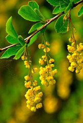 żółte kwiaty berberysu Thunberga, Berberis thunbergii, żółte kiście kwiatowe berberysu, krzew berberysu kwitnący wiosną, Bright yellow flowers bloom on barberry branches in springtime, © kateej