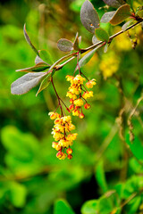 żółte kwiaty berberysu Thunberga, Berberis thunbergii, żółte kiście kwiatowe berberysu, krzew berberysu kwitnący wiosną, Bright yellow flowers bloom on dark red barberry branches in springtime, © kateej