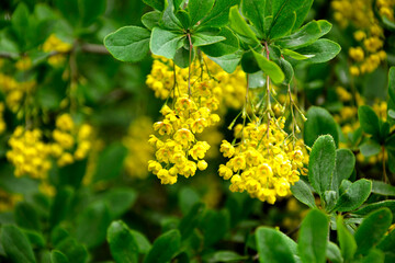 żółte kwiaty berberysu Thunberga, Berberis thunbergii, żółte kiście kwiatowe berberysu, krzew berberysu kwitnący wiosną, Bright yellow flowers bloom on barberry branches in springtime, © kateej