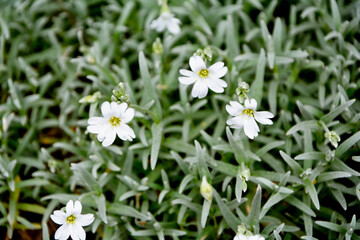 Rogownica kutnerowata, białe kwiaty rogownicy kutnerowatej, kwitnąca rogownica, Cerastium tomentosum, Snow-in-summer, snow in summer © kateej