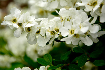 Obiela mieszańcowa 'The Bride', Exochorda macrantha, kwitnący na biało ozdobny krzew wiosenny, E. × macrantha, White Exochorda macrantha or Pearl Bush, ‘The Bride’ in white flower,  © kateej