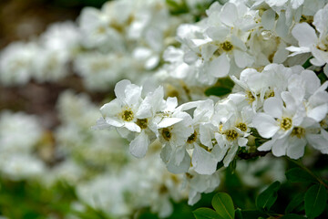 Obiela mieszańcowa 'The Bride', Exochorda macrantha, kwitnący na biało ozdobny krzew wiosenny, E. × macrantha, White Exochorda macrantha or Pearl Bush, ‘The Bride’ in white flower,  © kateej