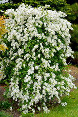 Obiela mieszańcowa 'The Bride', Exochorda macrantha, kwitnący na biało ozdobny krzew wiosenny, E. × macrantha, White Exochorda macrantha or Pearl Bush, ‘The Bride’ in white flower,  © kateej
