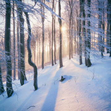 Snow covered beech forest in Luzicke hory