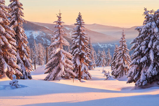 Snow covered fir trees in Krkonose
