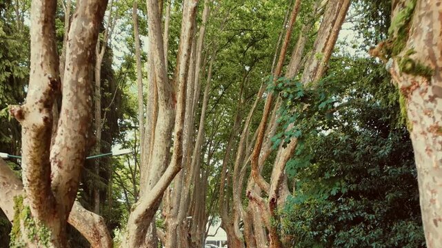 Close up view through tall plane tree trunks with mottled bark forming a natural canopy along a park avenue in Coimbra Portugal on a sunny day