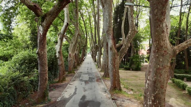 Tree-lined path through a tunnel of tall plane trees with distinctive mottled bark leading into the distance in a peaceful park in Coimbra Portugal