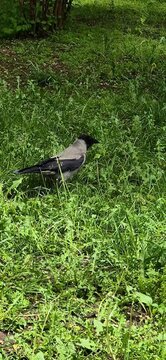 Crow walking on the grass
