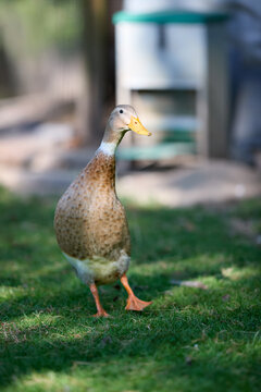 Alert Indian runner duck with brown and white feathers walking on vibrant green grass in a sunny outdoor setting, with a blurred natural background.