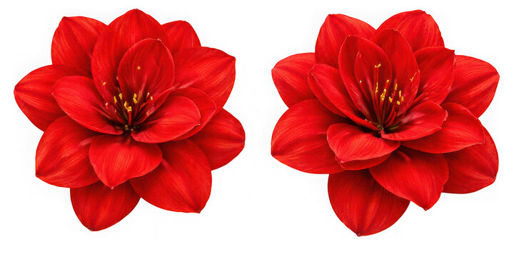 Two red blooming lily flowers with detailed petals and stamens on isolated on transparent background