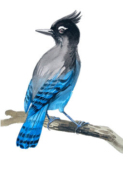 Steller&rsquo;s Jay Watercolor Illustration - Blue Bird on Branch