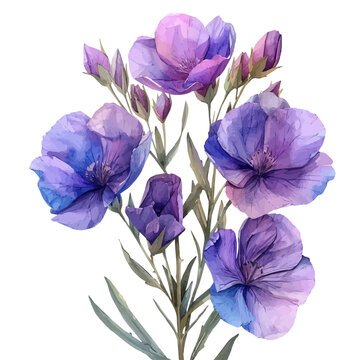 watercolor of Matthiola Flower draw illustration, isolated on a white background.