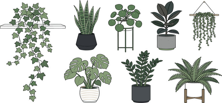 Modern Indoor Houseplant Collection Featuring Pothos Snake Plant Pilea Monstera Rubber Plant And String Of Pearls Vector