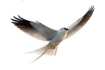 Obraz premium African swallow-tailed kite bird of prey flying with wings spread wide as isolated on transparent background