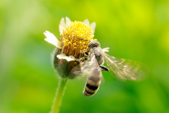 A brown bee (anthophora) is sucking flower nectar by flapping its wings