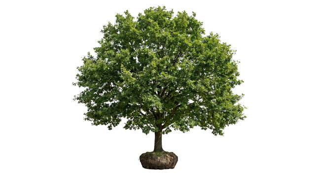 Oak Tree with Root Ball for Transplanting Isolated on White