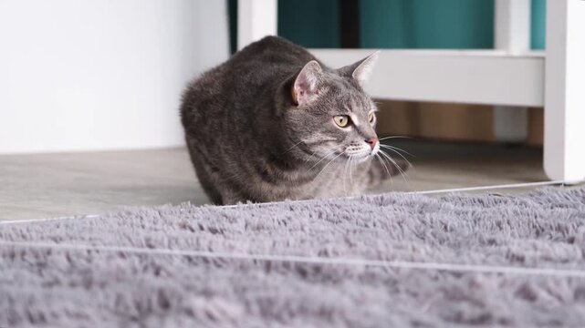 cute tabby cat playing with moving string catching toy, slow motion