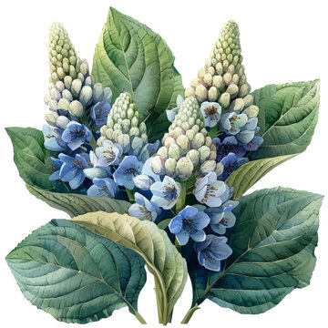 Gunnera Flower, elegant watercolor illustration luminous highlights, isolated on a white background.
