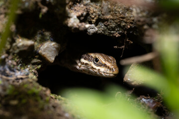 Fototapeta premium Macro of a small lizard peeking out from a dark hole in a stone wall, reptile head close-up in its natural habitat with blurred green foreground