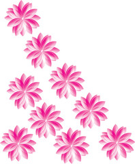 Obraz premium pink flowers on white