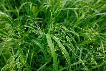 Obraz premium Lush wet grass with raindrops after summer rain