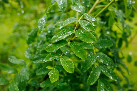 Black locust tree leaves with raindrops after rainfall