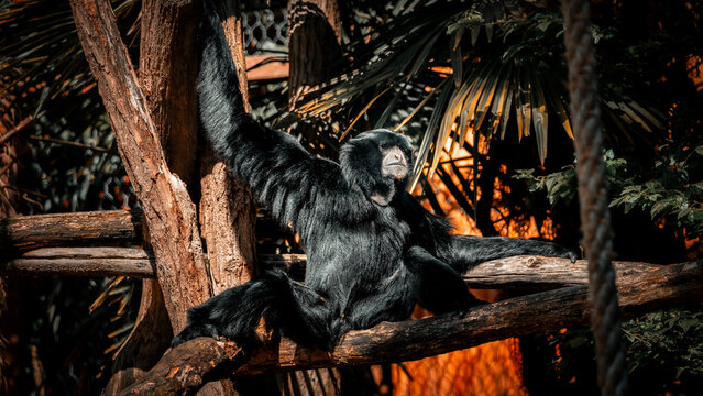 gibbon &agrave; favoris roux