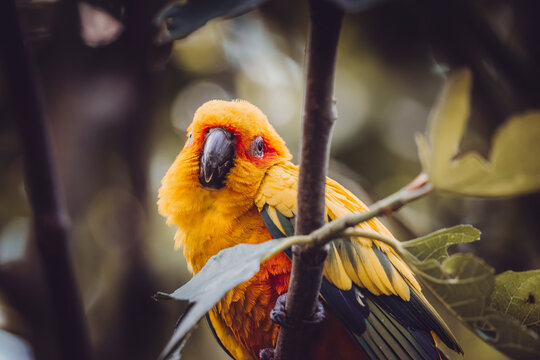 Conure Soleil
