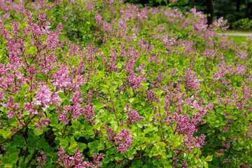 Obraz premium Blooming lilac shrub with purple flowers in garden