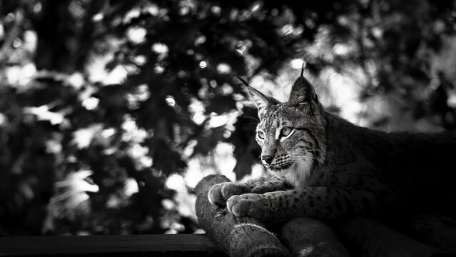 lynx n&b