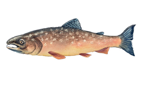 Chinook Salmon Watercolor Illustration - Pacific Northwest Wildlife
